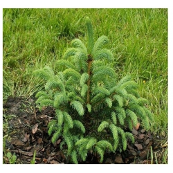 nasiona Świerk gruboigłowy Picea szt5 Fore59